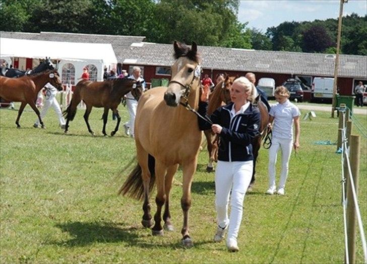 New Forest Stegstedgårds Filippa billede 3