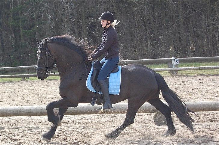 Frieser Rambo Van Henswoude - Galop m. Louise Hove! billede 12