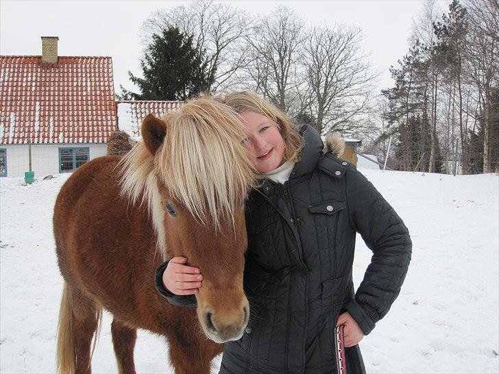 Islænder Fjóla fra freersvang  billede 17