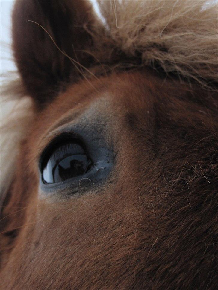 Islænder Fjóla fra freersvang  billede 18