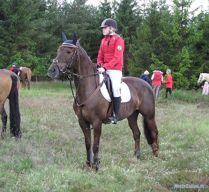 DSP Nicky<3 - Jagt på Harrild hede. :-D d. 19/6-11 Foto: Amalie billede 8