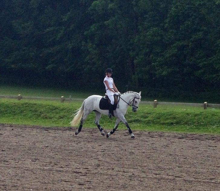 Anden særlig race Jessie - Lækre lille ponse! Opvarmning til LC2. billede 10