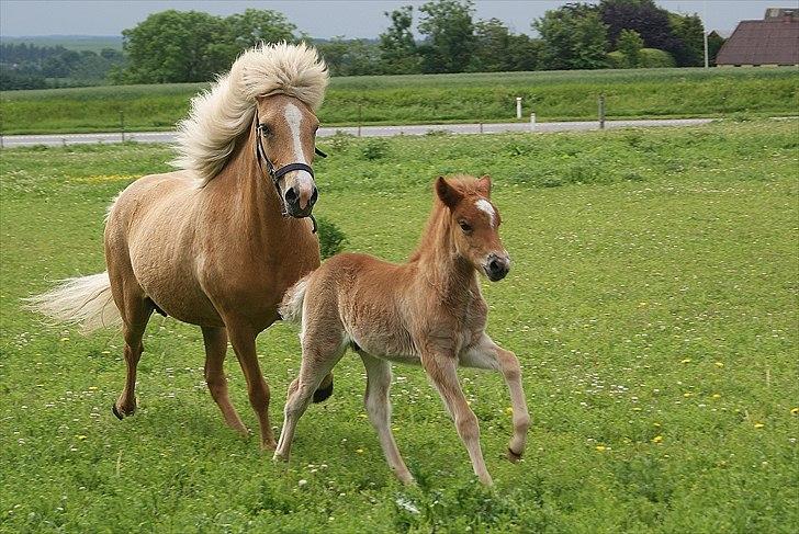 Islænder Neisti fra Lysenge - smukke Dana til hingst ved Gnýr og lille Neisti er med :-) billede 6