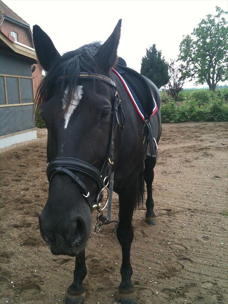 Oldenborg Lady Galina af Bækkeskov - efter træningen :-) billede 7