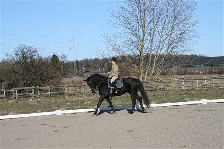 Oldenborg Lady Galina af Bækkeskov billede 12