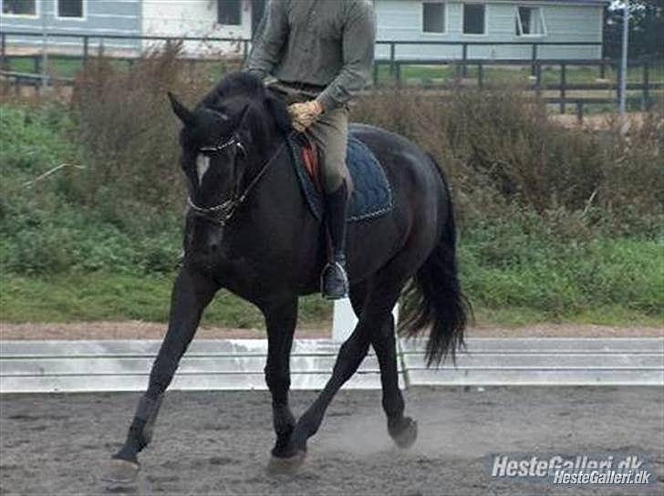 Oldenborg Lady Galina af Bækkeskov billede 13