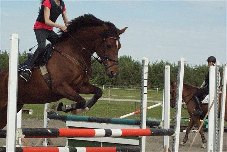 Hollandsk Sportspony Kira billede 1