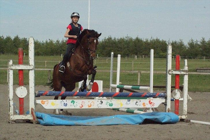 Hollandsk Sportspony Kira billede 2