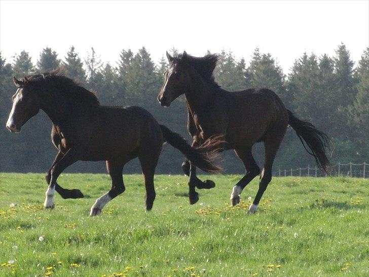 Dansk Varmblod Chamiro - Chamiro i sandmosen  billede 12