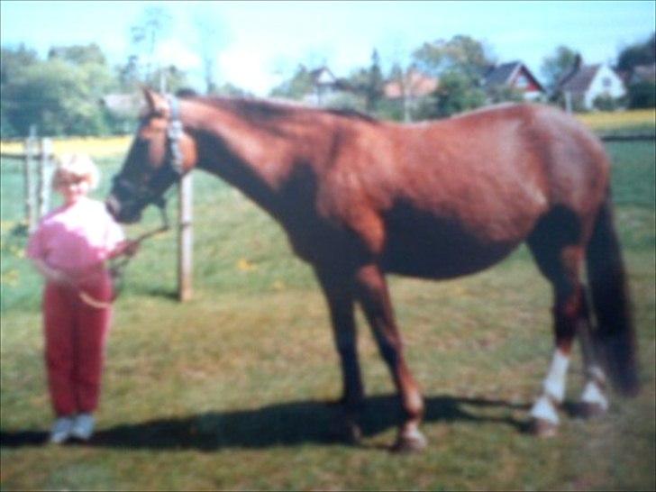 New Forest Højlunds Offem Amie billede 6