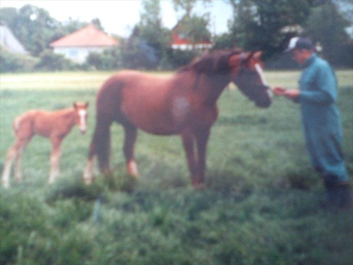 New Forest Højlunds Offem Amie billede 11