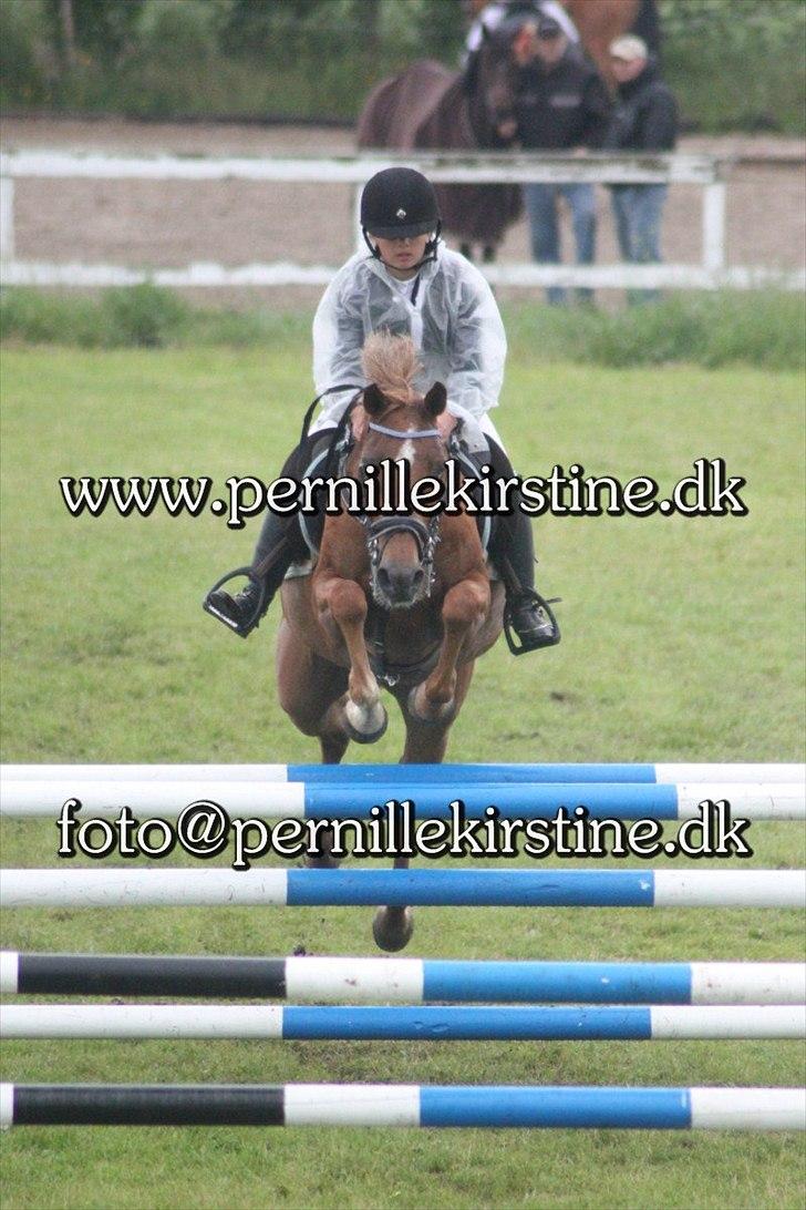 Welsh Pony af Cob-type (sec C) bloklands melina r.i.p billede 5