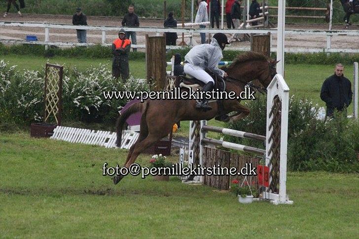 Welsh Pony af Cob-type (sec C) bloklands melina r.i.p billede 3