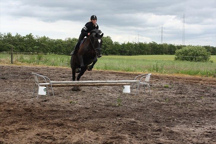 Hannoveraner Gildbjerg´s Black Chanti - Simone Kofoed som springer Chanti :) billede 3