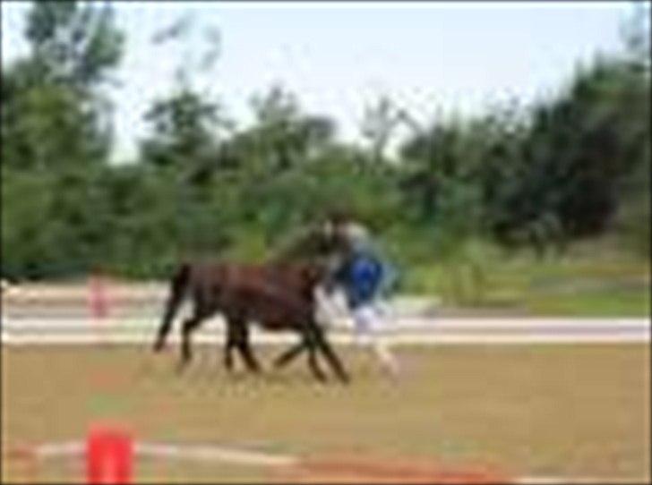 DSP LGM Bonwii (solgt) - Følskue hvor vi gik 3 ud af 16. billede 2