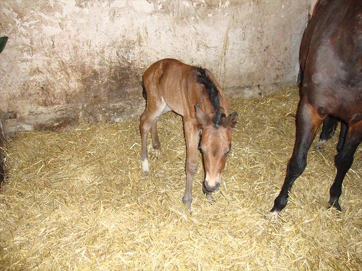 DSP LGM Bonwii (solgt) - ca 11 timer gammel. billede 3