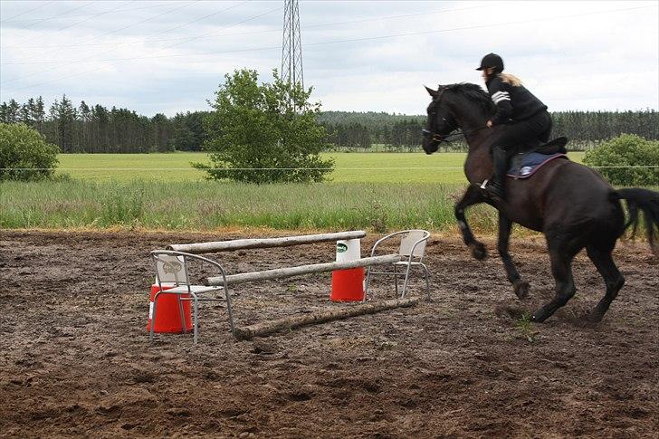 Hannoveraner Gildbjerg´s Black Chanti - Simone Kofoed som springer Chanti :) billede 16