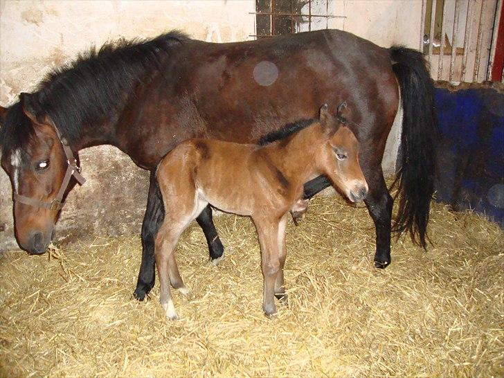 DSP LGM Bonwii (solgt) billede 4