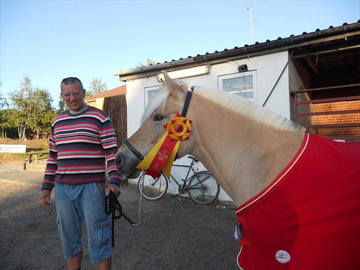 Fjordhest Kvornings Tanja* *SOLGT** - Vinder af jysk mester skab dressur junior lc billede 14