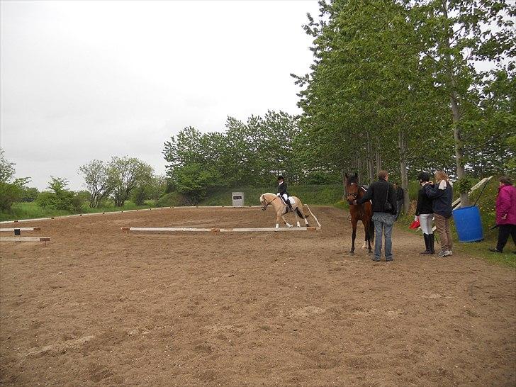 Fjordhest Kvornings Tanja* *SOLGT** billede 15