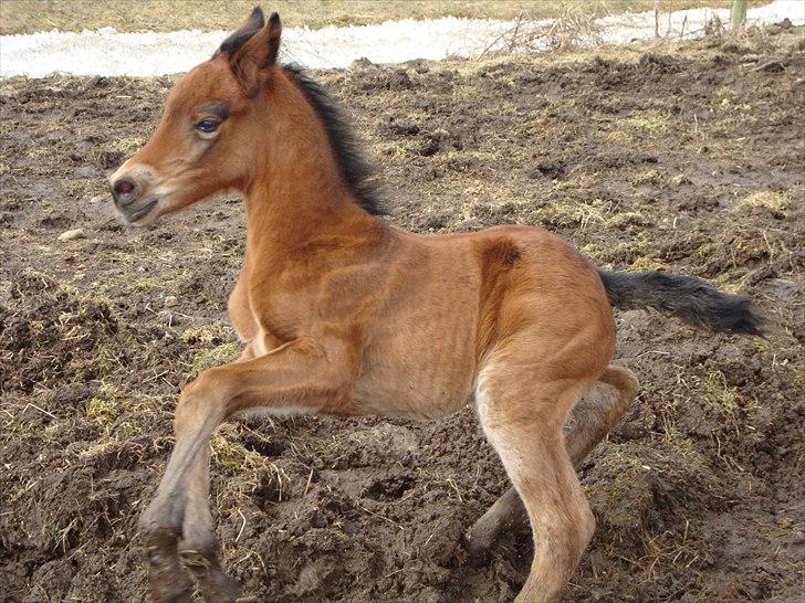 DSP LGM Bonwii (solgt) - Første dag ude, men der er lidt glat herude. billede 5