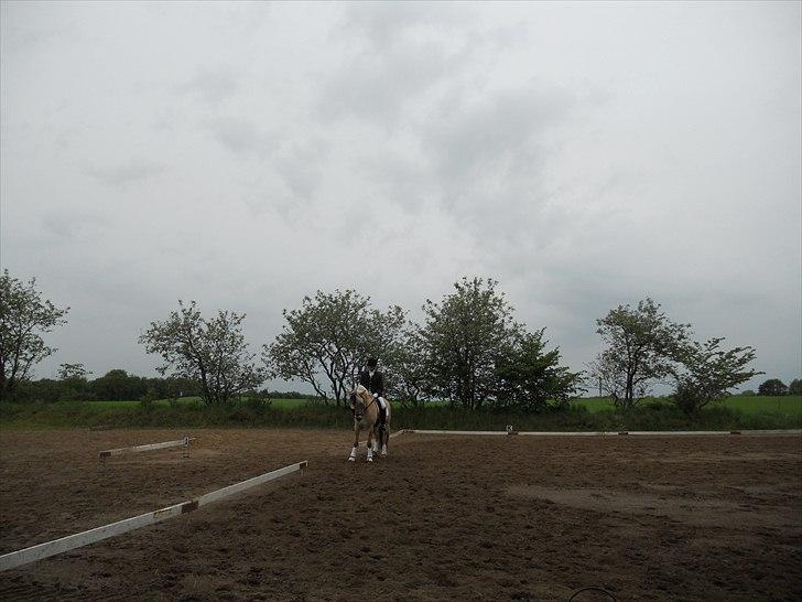 Fjordhest Kvornings Tanja* *SOLGT** billede 16