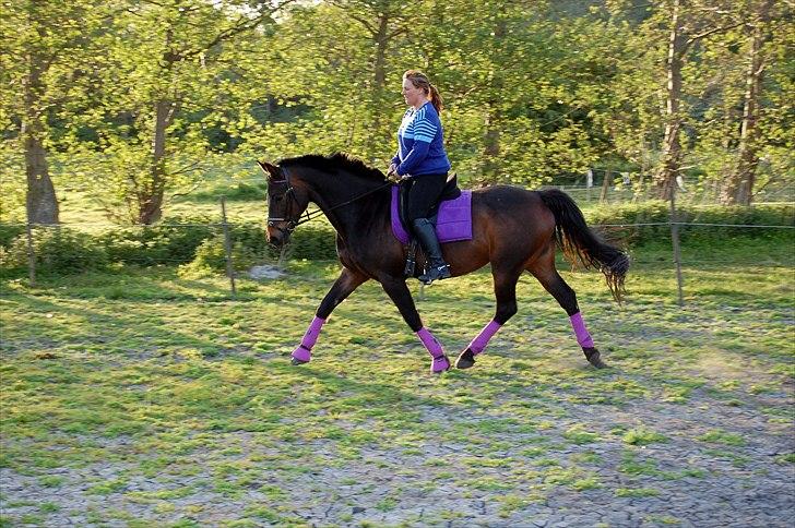 Holstener Magic billede 15