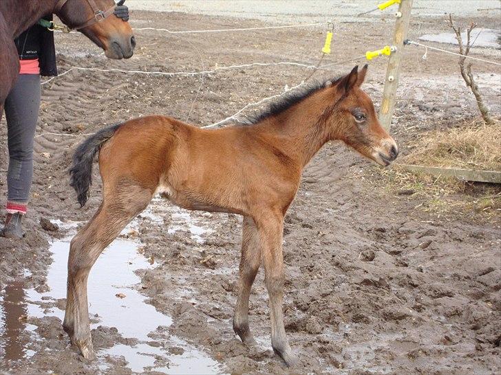 DSP LGM Bonwii (solgt) billede 6