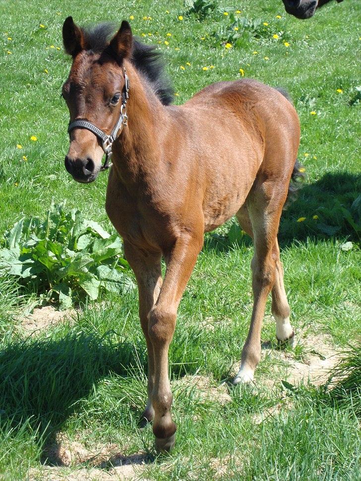 DSP LGM Bonwii (solgt) billede 7