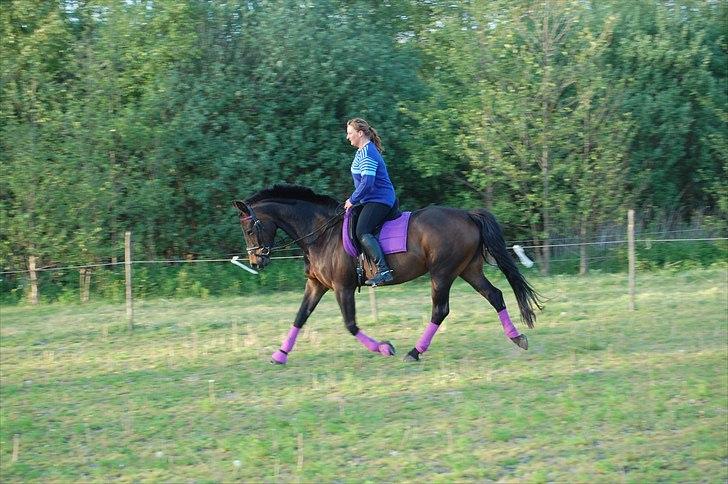 Holstener Magic billede 16