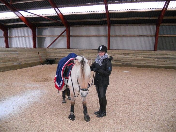 Fjordhest Kvornings Tanja* *SOLGT** billede 17