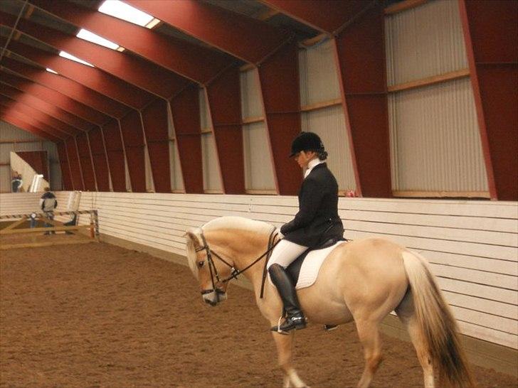 Fjordhest Kvornings Tanja* *SOLGT** billede 18