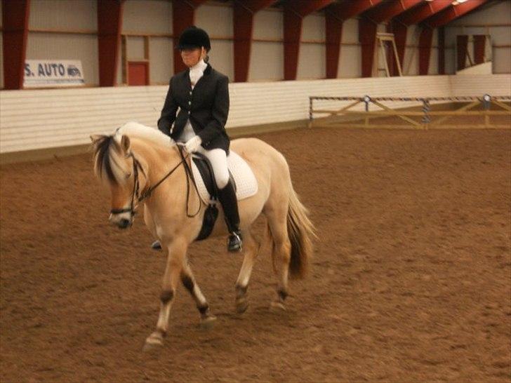 Fjordhest Kvornings Tanja* *SOLGT** billede 19