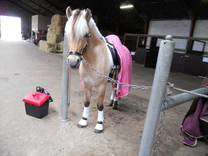 Fjordhest Kvornings Tanja* *SOLGT** billede 20