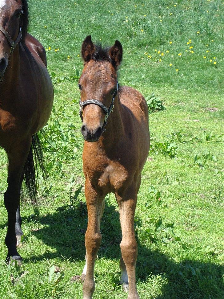 DSP LGM Bonwii (solgt) billede 8