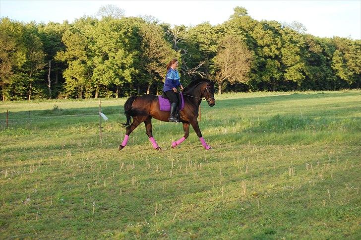 Holstener Magic billede 17