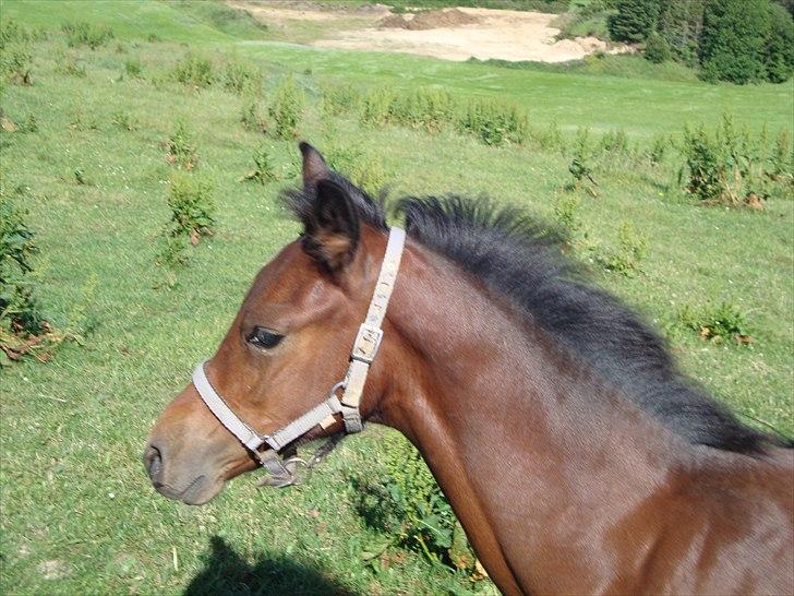 DSP LGM Bonwii (solgt) billede 9