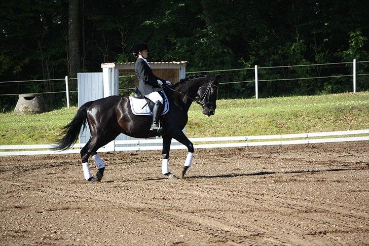 Hannoveraner Gildbjerg´s Black Chanti - stævne på morsø billede 17