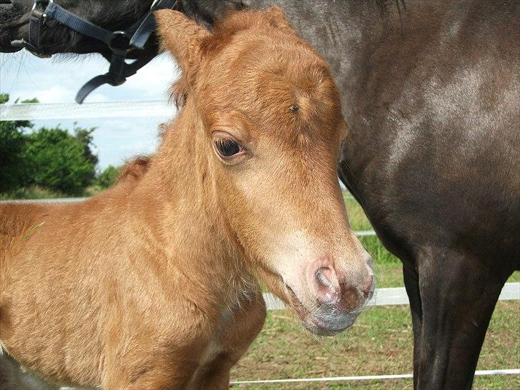 Anden særlig race Vaseli's Born Quite Easy - Her er hun for første gang udenfor og 1 dag gammel 
*Foto:Mig*
 billede 4