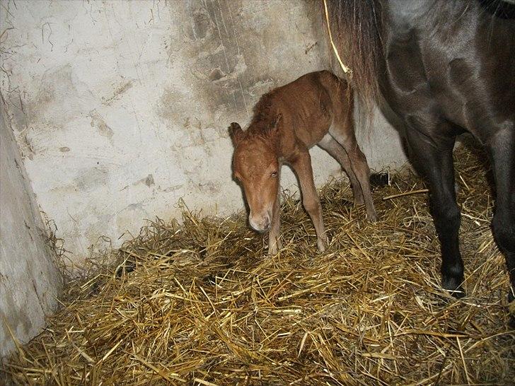 Anden særlig race Vaseli's Born Quite Easy - I stalden :) hvor hun var helt lille :D
*foto:mig* billede 11