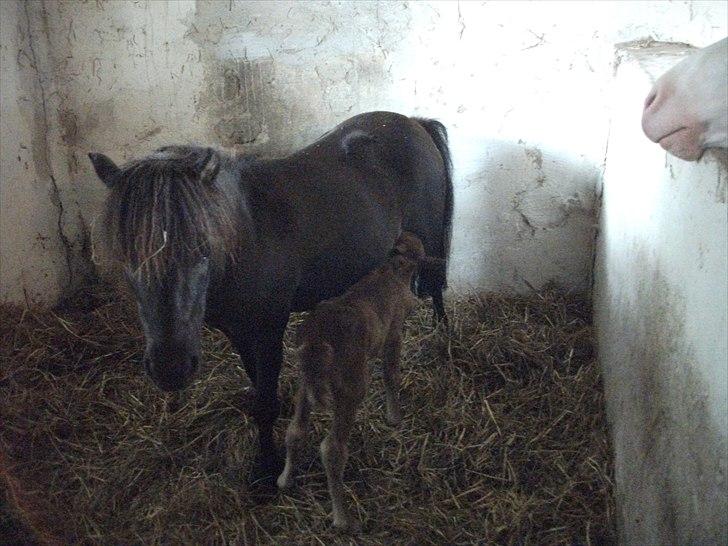 Anden særlig race Vaseli's Born Quite Easy - Envy drikker :)
*Foto:Mig* billede 9