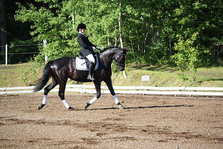 Hannoveraner Gildbjerg´s Black Chanti - stævne på morsø billede 18