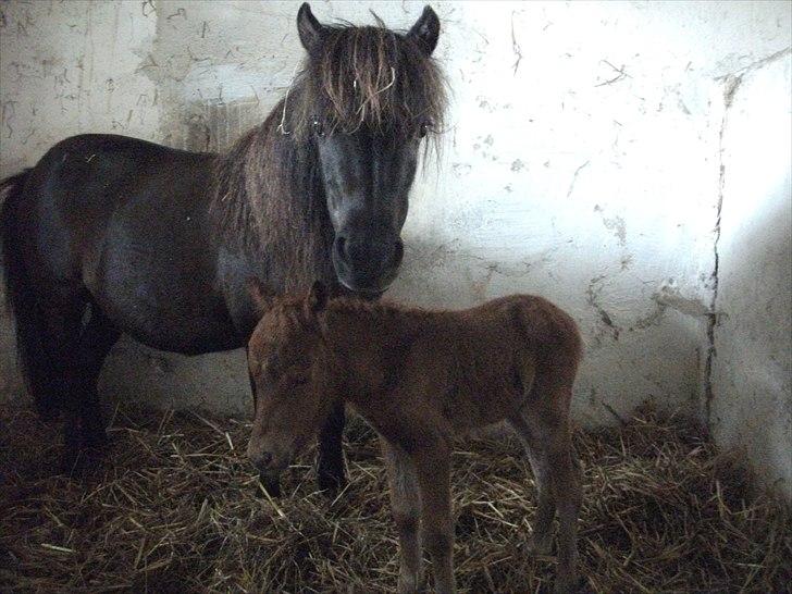Anden særlig race Vaseli's Born Quite Easy - Easy (som hun bliver kaldt) sammen med hendes mor Velvet (som i kan se på mit profil)
Nogle timer gammel :)
*Foto:Mig* billede 5