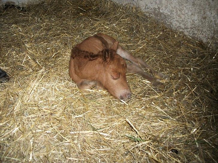 Anden særlig race Vaseli's Born Quite Easy - Søde lille føllet ligger ned :)
Nogle timer gammel
*Foto:Mig* billede 6