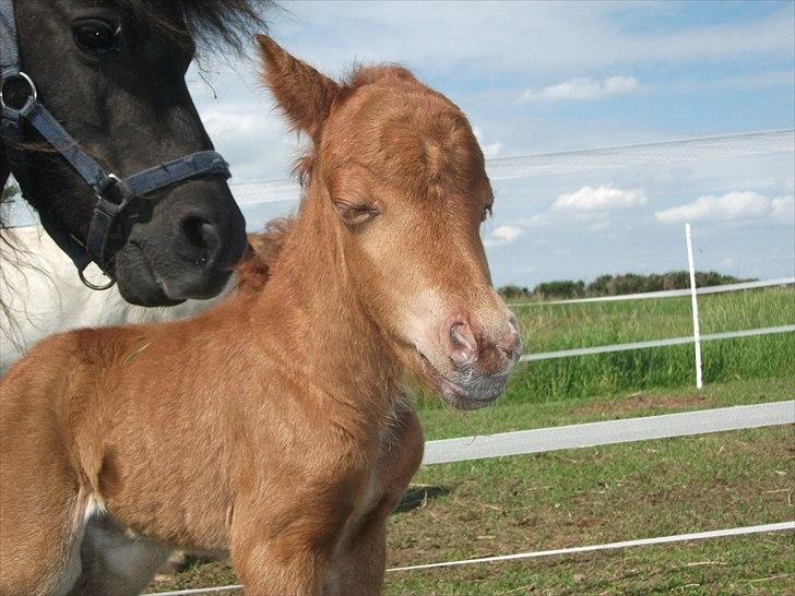 Anden særlig race Vaseli's Born Quite Easy - søde envy :)
*Foto:Mig* billede 13