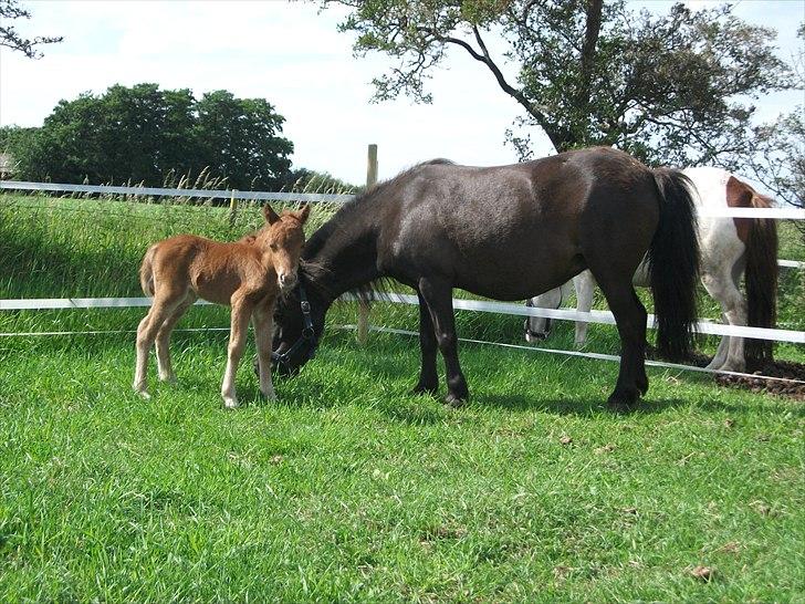 Anden særlig race Vaseli's Born Quite Easy billede 15
