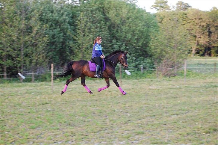 Holstener Magic billede 18