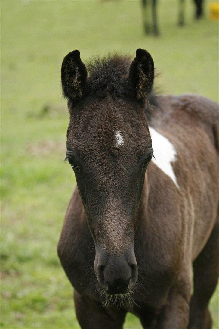 Tennessee Walker Joyful Mr. Forest Walker - Bushys smukke hoved. 18/6 2011. billede 11