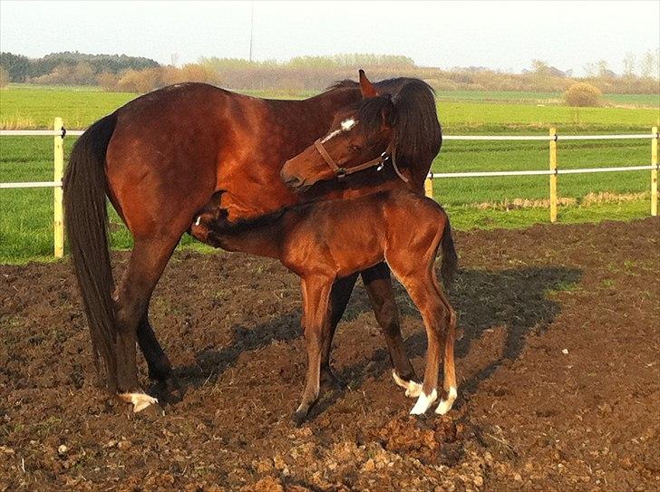 DSP LGM Bonjour miss magic - 1 dag gammel billede 2