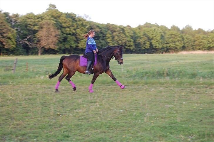 Holstener Magic billede 19